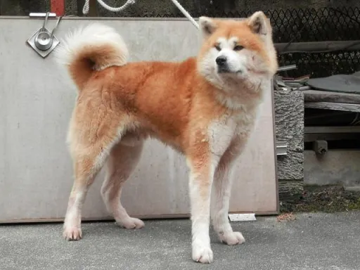 秋田犬のサムネイル画像7