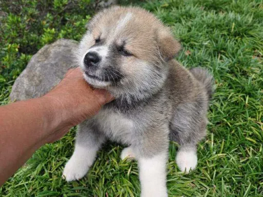 秋田犬のサムネイル画像2
