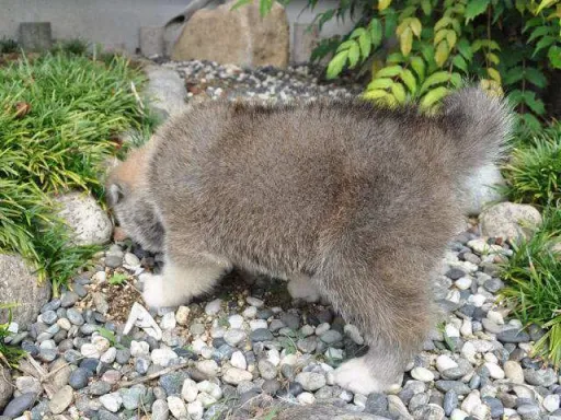 秋田犬のサムネイル画像3