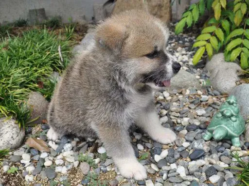 秋田犬のサムネイル画像4