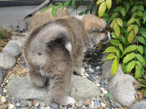 秋田犬のサムネイル画像5