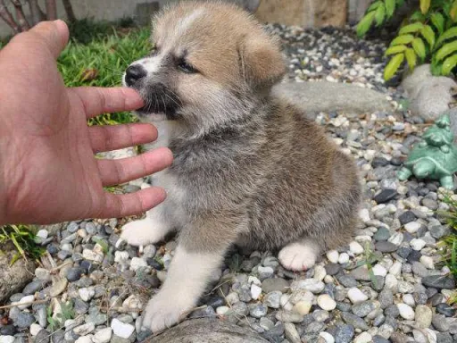 秋田犬のサムネイル画像6
