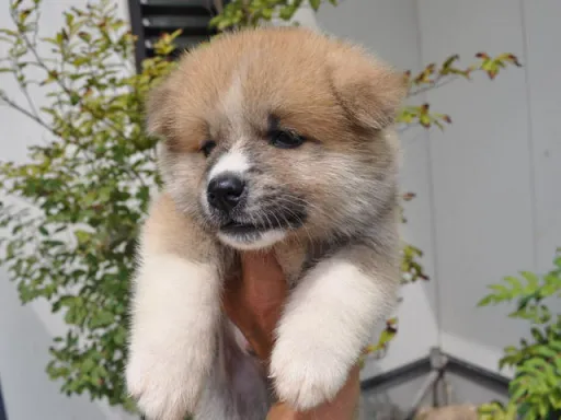 秋田犬のサムネイル画像1