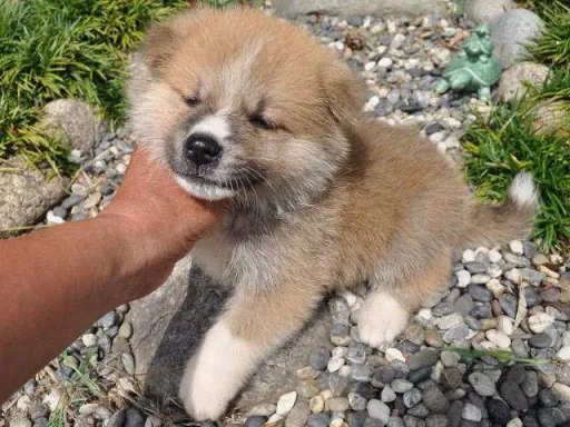 秋田犬のサムネイル画像2