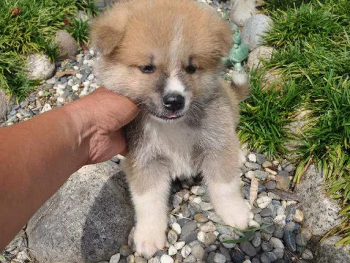 秋田犬のサムネイル画像3