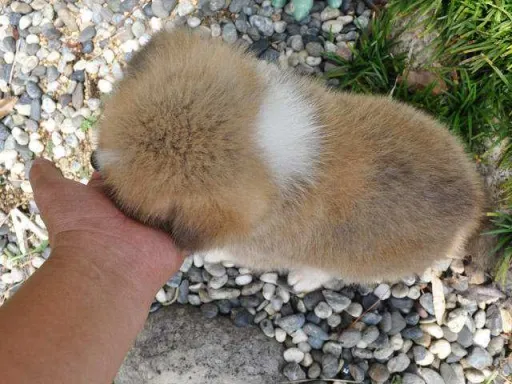 秋田犬のサムネイル画像4