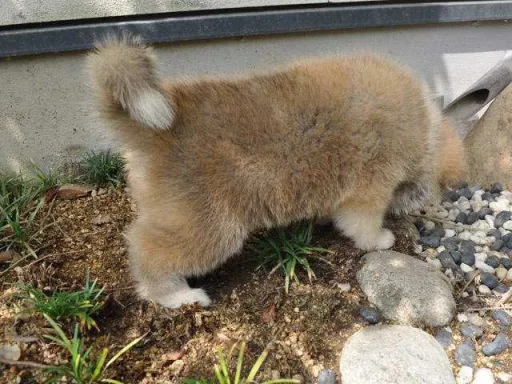 秋田犬のサムネイル画像5
