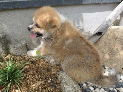 秋田犬のサムネイル画像6