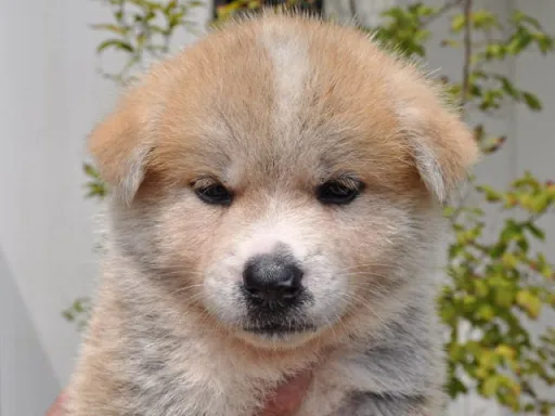 秋田犬のサムネイル画像1