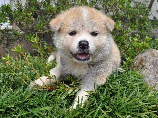 秋田犬のサムネイル画像2