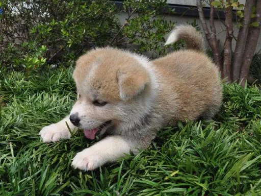 秋田犬のサムネイル画像3