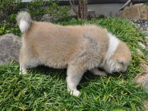 秋田犬のサムネイル画像4