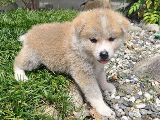 秋田犬のサムネイル画像5