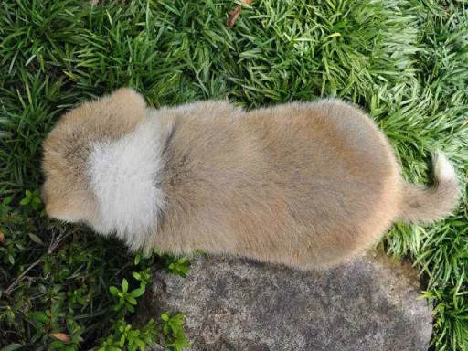 秋田犬のサムネイル画像6