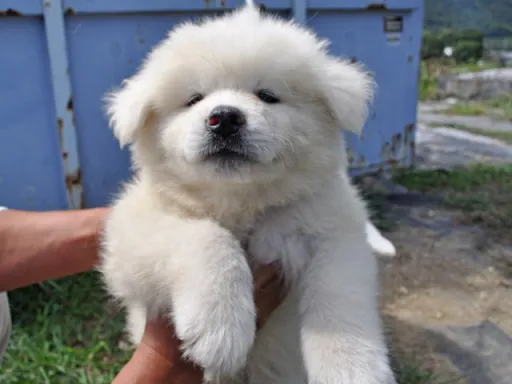 秋田犬のサムネイル画像1