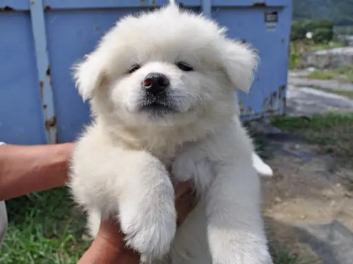 秋田犬の子犬販売