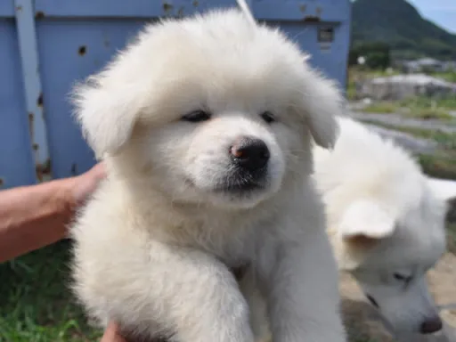 秋田犬のサムネイル画像2
