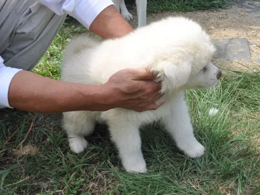 秋田犬のサムネイル画像3