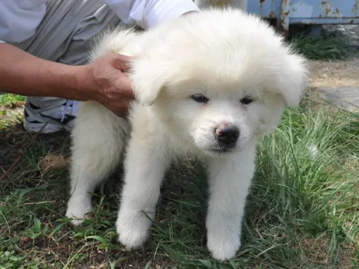 秋田犬のサムネイル画像4