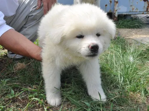 秋田犬のサムネイル画像5