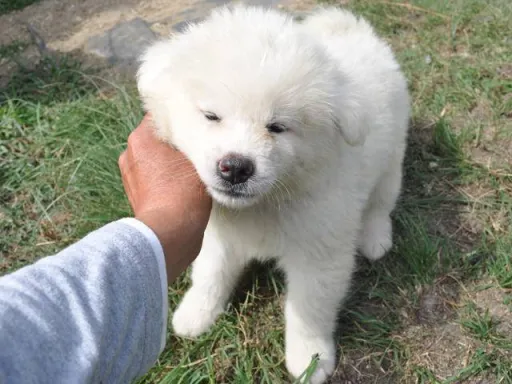 秋田犬のサムネイル画像6