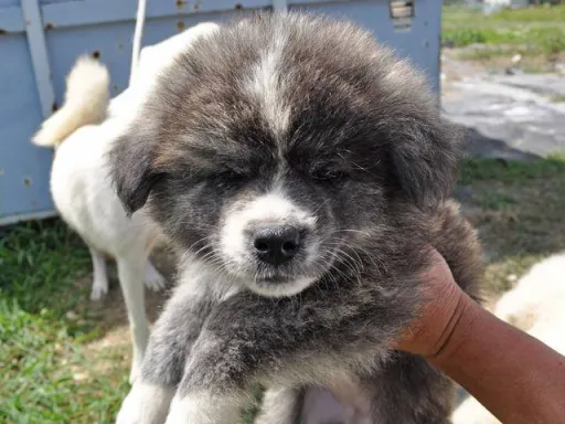 秋田犬のサムネイル画像2