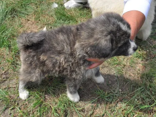 秋田犬のサムネイル画像3