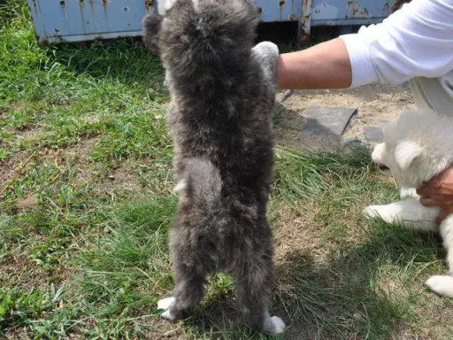 秋田犬のサムネイル画像4