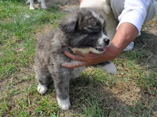 秋田犬のサムネイル画像5