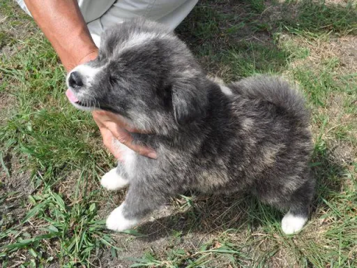 秋田犬のサムネイル画像6