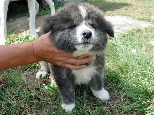 秋田犬の子犬販売