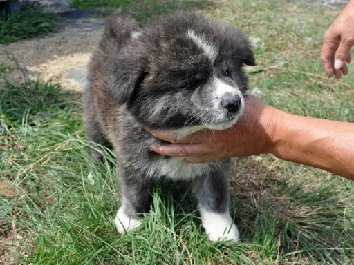 秋田犬のサムネイル画像2