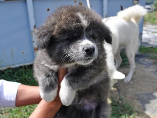 秋田犬のサムネイル画像3