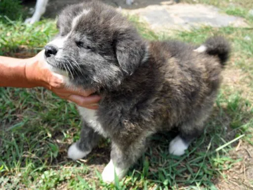 秋田犬のサムネイル画像4