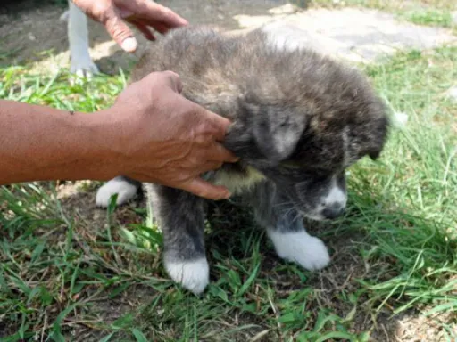 秋田犬のサムネイル画像5
