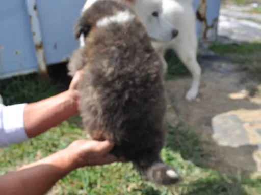 秋田犬のサムネイル画像6