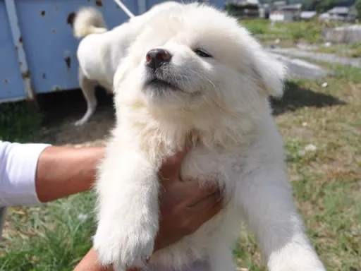 秋田犬のサムネイル画像2