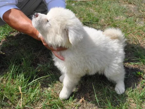 秋田犬のサムネイル画像3