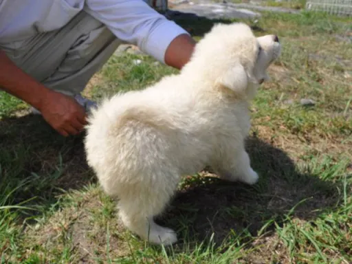 秋田犬のサムネイル画像4