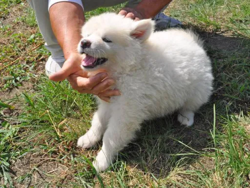 秋田犬のサムネイル画像5
