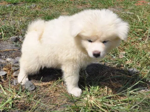 秋田犬のサムネイル画像6