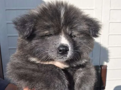 秋田犬のサムネイル画像1