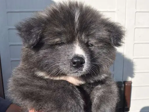 秋田犬の子犬販売