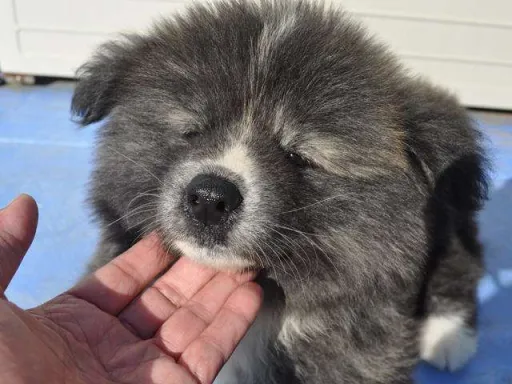 秋田犬のサムネイル画像2