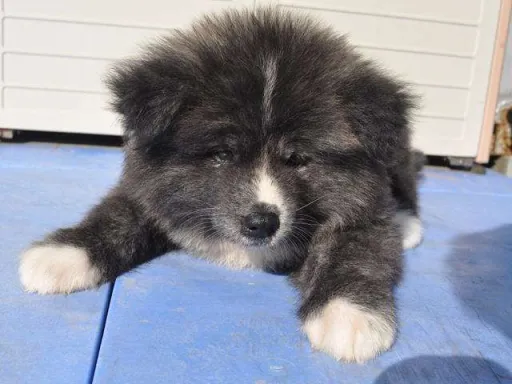 秋田犬のサムネイル画像3