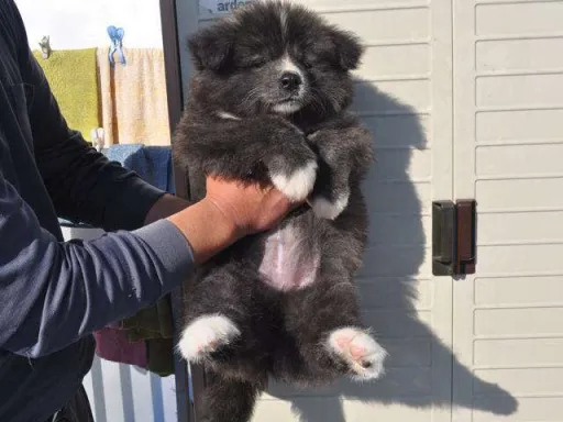 秋田犬のサムネイル画像4