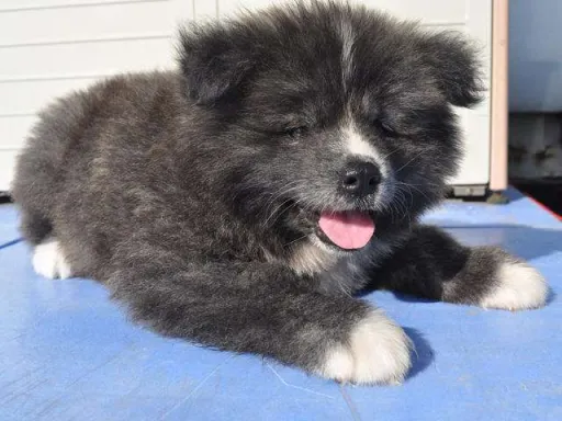 秋田犬のサムネイル画像5