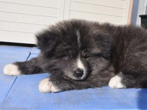 秋田犬のサムネイル画像6