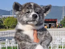 秋田犬