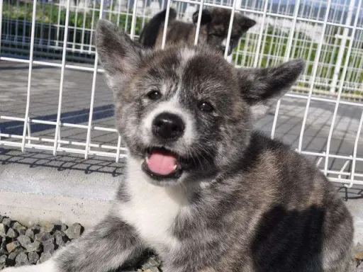 秋田犬のサムネイル画像2
